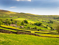 Traditional hay meadows covered in Buttercups (Ranunculus sp.) with drystone walls cow barns near Muker, Swaledale, Yorkshire Dales, UK. May, 2023.