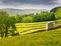 Two people walking through traditional hay meadows covered in Buttercups (Ranunculus sp.) with drystone walls cow barns near Muker, Swaledale, Yorkshire Dales, UK. May, 2023.