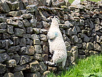 Dead lamb hanging from a fence after getting its horn trapped, Muker, Swaledale, Yorkshire Dales, UK. May.