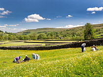 Botanists studying plants in traditional hay meadows, Muker, Swaledale, Yorkshire Dales, North Yorkshire, UK. May, 2023.