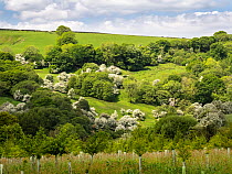 Hawthorn trees (Crataegus sp.) in blossom on hillside, Bowland, North Yorkshire, UK. May.
