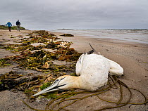 Dead Northern Gannet (Morus bassanus) washed up on the beach. Most likely killed by bird flu, which has devastated the gannet population around the UK. Amble, Northumberland, UK. May, 2023.