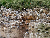 Black legged kittiwake (Rissa tridactyla) colony using artificial nesting platforms attached to the sea cliff, Coquet Island near Amble, Northumberland, UK. May.