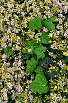 Diosma (Diosma hirsuta) in flower, Cotes d'Armor, Brittany, France. April.