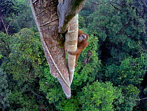 Bornean orangutan (Pongo pygmaeus) young male climbs up tree trunk in rainforest, Gunung Palung National Park, West Kalimantan, Borneo, Indonesia. Remote camera.  Outright winner Wildlife Photographer...