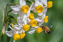 Hairy footed flower bee (Anthophora plumipes) in flight, approaching Dwarf narcissus (Narcissus canaliculatus) flowers, Monmouthshire Wales, UK. March.