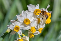 Hairy footed flower bee (Anthophora plumipes) nectaring on Dwarf narcissus (Narcissus canaliculatus), Monmouthshire Wales, UK. March.