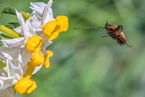 Bee fly (Bombylius major) in flight, approaching Dwarf narcissus (Narcissus canaliculatus) flowers, Monmouthshire Wales, UK. March. Cropped.