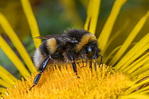 Buff-tailed bumblebee (Bombus terrestris) nectaring on flower, Monmouthshire, Wales, UK.