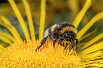 Buff-tailed bumblebee (Bombus terrestris) nectaring on flower, Monmouthshire, Wales, UK.