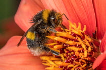 Buff-tailed bumblebee (Bombus terrestris) nectaring on flower (Dahlia sp.), Monmouthshire, Wales, UK.