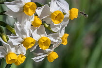 Smeathman's furrow bee (Lasioglossum smeathmanellum) in flight, approaching Dwarf narcissus (Narcissus canaliculatus) flowers, Monmouthshire, Wales, UK. March.