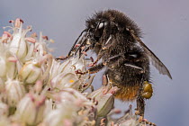 Red-tailed bumblebee (Bombus lapidarius) nectaring on flower (Allium sp.), Monmouthshire, Wales UK. July. Cropped.