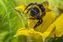 Buff-tailed bumblebee (Bombus terrestris) nectaring on Cucumber (Cucumis sativus) flower, Monmouthshire, Wales, UK.