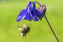 Garden bumblebee (Bombus hortorum) male, in flight approaching Columbine (Aquilegia vulgaris) flower, Monmouthshire, Wales, UK.