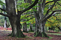 Beech trees (Fagus sylvatica) in woodland, Bolderwood Ornamental Drive, New Forest National Park, Hampshire, November.