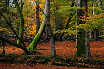 Autumn trees in Acres Down Woodland, Emery Down, New Forest National Park, Hampshire, UK, November.