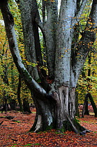 Beech tree (Fagus sylvatica) in woodland, Bolderwood Ornamental Drive, New Forest National Park, Hampshire, November.