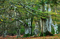 Beech trees (Fagus sylvatica) in woodland, Bolderwood Ornamental Drive, New Forest National Park, Hampshire, November.