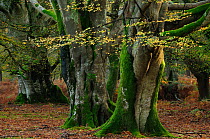 Beech trees (Fagus sylvatica) in woodland, Bolderwood Ornamental Drive, New Forest National Park, Hampshire, November.