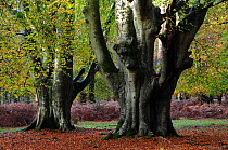 Beech trees (Fagus sylvatica) in woodland, Bolderwood Ornamental Drive, New Forest National Park, Hampshire, November.