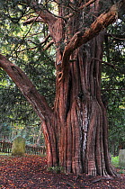Trunk of Yew tree (Taxus baccata) in St.Nicholas churchyard, Brockenhurst, Hampshire, UK, November. Tree is thought to be at least a thousand years old.