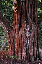 Trunk of Yew tree (Taxus baccata) in St.Nicholas churchyard, Brockenhurst, Hampshire, UK, November. Tree is thought to be at least a thousand years old.