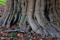 Roots of Yew tree (Taxus baccata) in St.Nicholas churchyard, Brockenhurst, Hampshire, UK, November. Tree is thought to be at least a thousand years old.