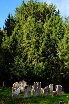Yew tree (Taxus baccata) with graves, St.Nicholas churchyard, Brockenhurst, Hampshire, UK, November. Tree is thought to be at least a thousand years old.