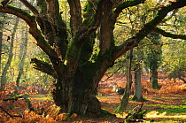 Ancient Oak tree (Quercus robur) in forest, South Oakley enclosure, New Forest National Park, Hampshire, UK, November.