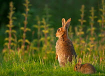 Rabbit (Oryctolagus cuniculus) female, sitting upright, alert, with infant feeding on grass close by, Norfolk, UK. June.