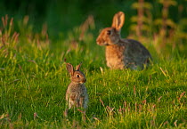 Rabbit (Oryctolagus cuniculus) juvenile, sitting upright in grassland with adult behind, Norfolk, UK. June.