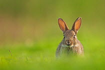 Rabbit (Oryctolagus cuniculus) sub-adult, sitting in open grassland, Norfolk, UK. June.