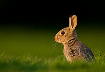 Rabbit (Oryctolagus cuniculus) juvenile, sitting alert in field in evening light, Norfolk, UK. May.