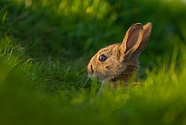 Rabbit (Oryctolagus cuniculus) juvenile, sitting alert near the warren, Norfolk, UK. May.