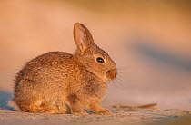 Rabbit (Oryctolagus cuniculus) juvenile, sitting on a sandy track, basking in evening sun, Isle of Lewis, Outer Hebrides, Scotland, UK. July.