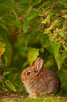 Rabbit (Oryctolagus cuniculus) juvenile, sitting under nettles Norfolk, UK. June. June.