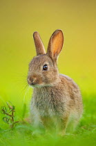 Rabbit (Oryctolagus cuniculus) juvenile, portrait, Norfolk, UK. June.