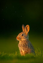 Rabbit (Oryctolagus cuniculus) juvenile, sitting alert in evening light, Norfolk, UK. May.