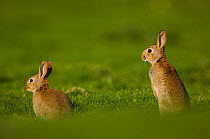 Two Rabbits (Oryctolagus cuniculus) sub-adults, sitting alert close to the warren, Norfolk, UK. May.
