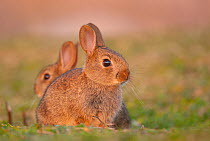 Two Rabbits (Oryctolagus cuniculus) juveniles, sitting in field close to the warren in evening light, Isle of Lewis, Outer Hebrides, UK.July.