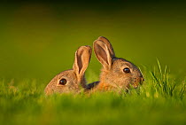Two Rabbits (Oryctolagus cuniculus) juveniles, sitting in field close to the warren in evening light, Norfolk, UK. May.