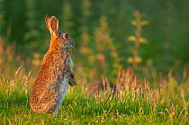 Rabbit (Oryctolagus cuniculus) sitting upright, alert, in field, Norfolk, UK. June.