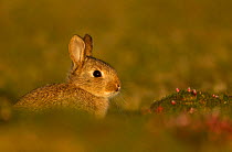 Rabbit (Oryctolagus cuniculus) infant, aged 6 weeks, sitting in evening sunlight not far from the burrow, Fair Isle, Shetland Isles, Scotland, UK. May.