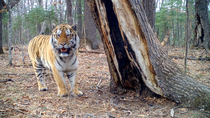 Siberian tiger (Panthera tigris altaica) smelling tree and looking around before spraying tree trunk and leaving frame, Land of the Leopard National Park, Russian Far East. Critically endangered. Take...