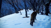 Amur leopard (Panthera pardus orientalis) runs across snowy ridge with trees before lying down at far end. Another leopard enters frame, pauses, looks around and leaves frame, Land of the Leopard Nati...