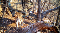 Amur leopard (Panthera pardus orientalis) walking around rocky outcrop in forest, stopping to sniff tree and pausing to look around before walking off and leaving frame, Land of the Leopard National P...
