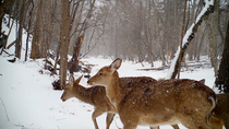 Sika deer (Cervus nippon) herd walking in snowy forest, with some animals walking into frame. Stag looks backwards and is spooked, causing herd to run out of frame. Doe then enters frame and follows t...