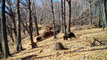 Brown bear (Ursus arctos) foraging in forest beside rock. Another bear enters frame and smells tree before beginning to forage, Land of the Leopard National Park, Russian Far East. Taken with trail ca...