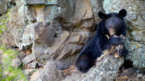 Asiatic black bear (Ursus thibetanus) carrying scavenged carcass out of cave, lying on rock at entrance and eating it, Land of the Leopard National Park, Russian Far East. Taken with trail camera.